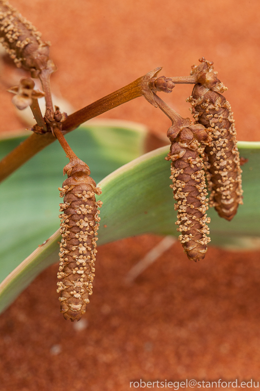 welwitschia